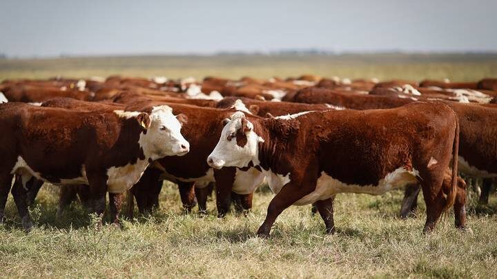 «Ъ»: Минсельхоз предложил урезать поддержку фермеров