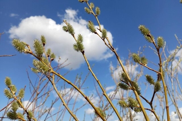    Верба — первая красавица, просыпающаяся после холодов. Фото: АиФ/ Евгения Гаёва
