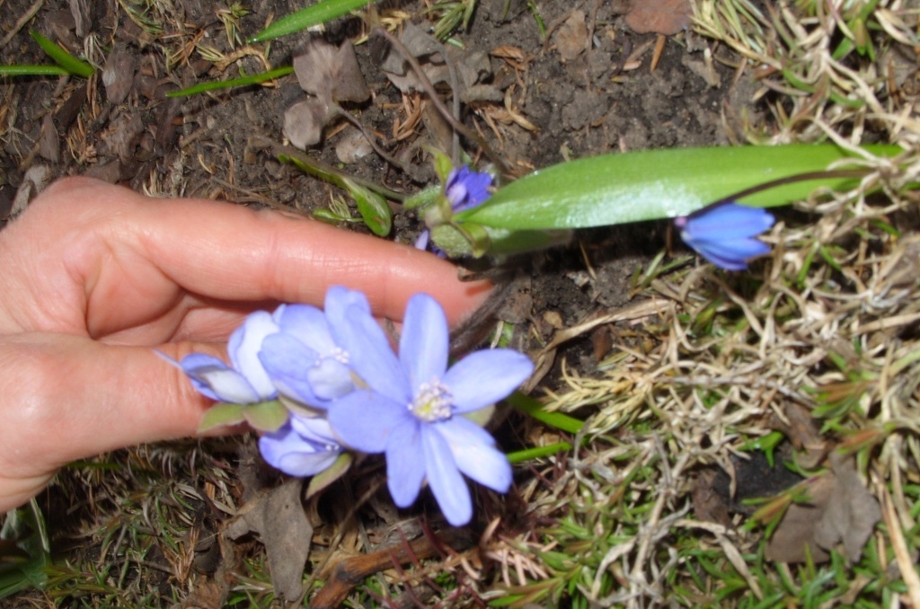  Печеночница