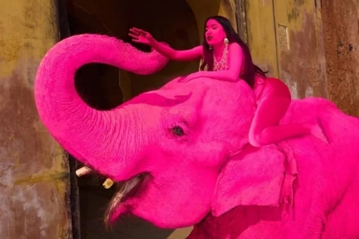    IB: в Индии слон умер после участия в розовой фотосессии россиянки