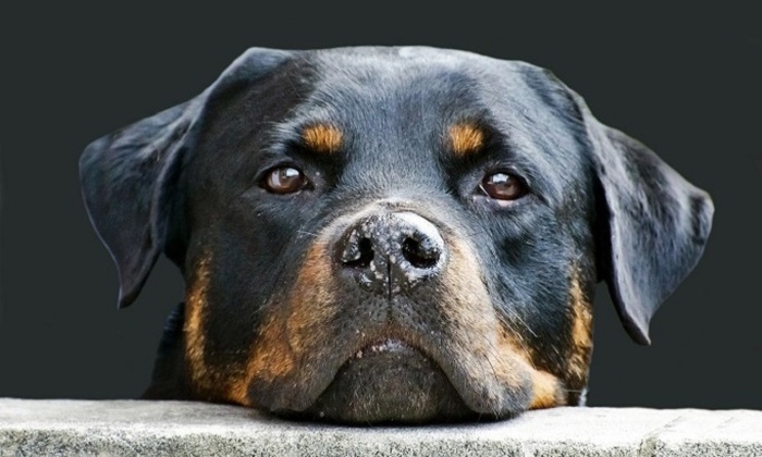    В Госдуме предложили расширить перечень опасных пород собак