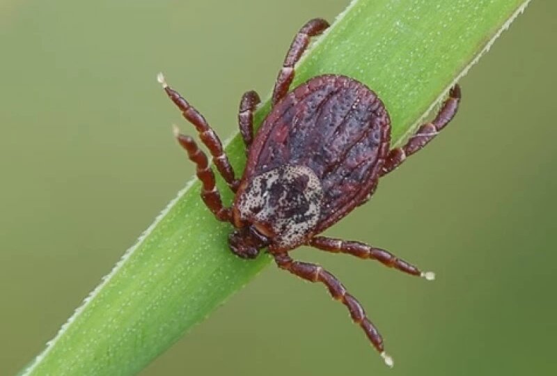 На Алтае клещи покусали 11 человек в текущем сезоне