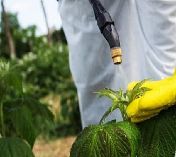 Обработка винограда от вредителей и болезней 