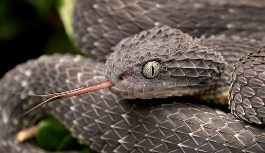 Укус гадюки. Биолог Павел Глазков рассказал, как правильно оказать первую помощь и почему важны первые 40 секунд