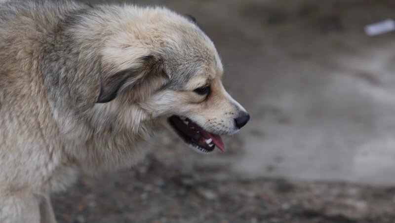      Фото: Дмитрий Ахмадуллин / / ИА «Победа26»