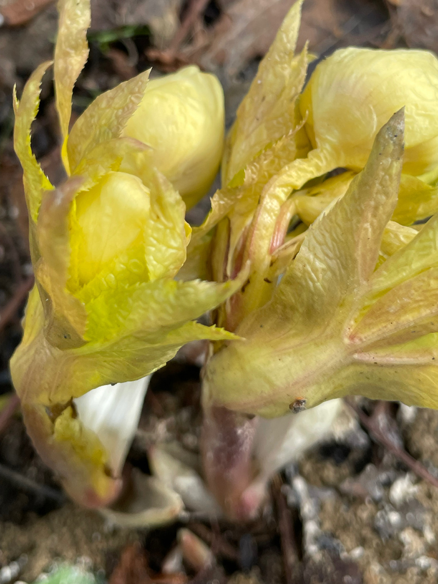 Морозник восточный Double Super Yellow 