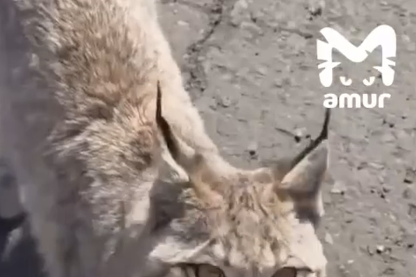 Кадр из видео/Владимир Сидоров/Telegram-канал «Amur Mash»  📷