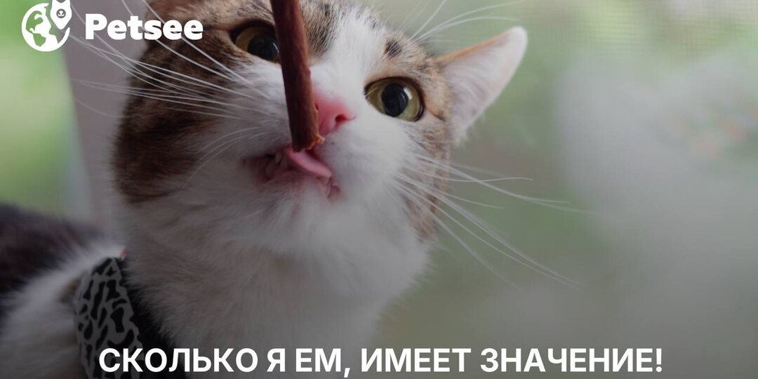 Кошка могла прожить дольше… 3 ошибки хозяев