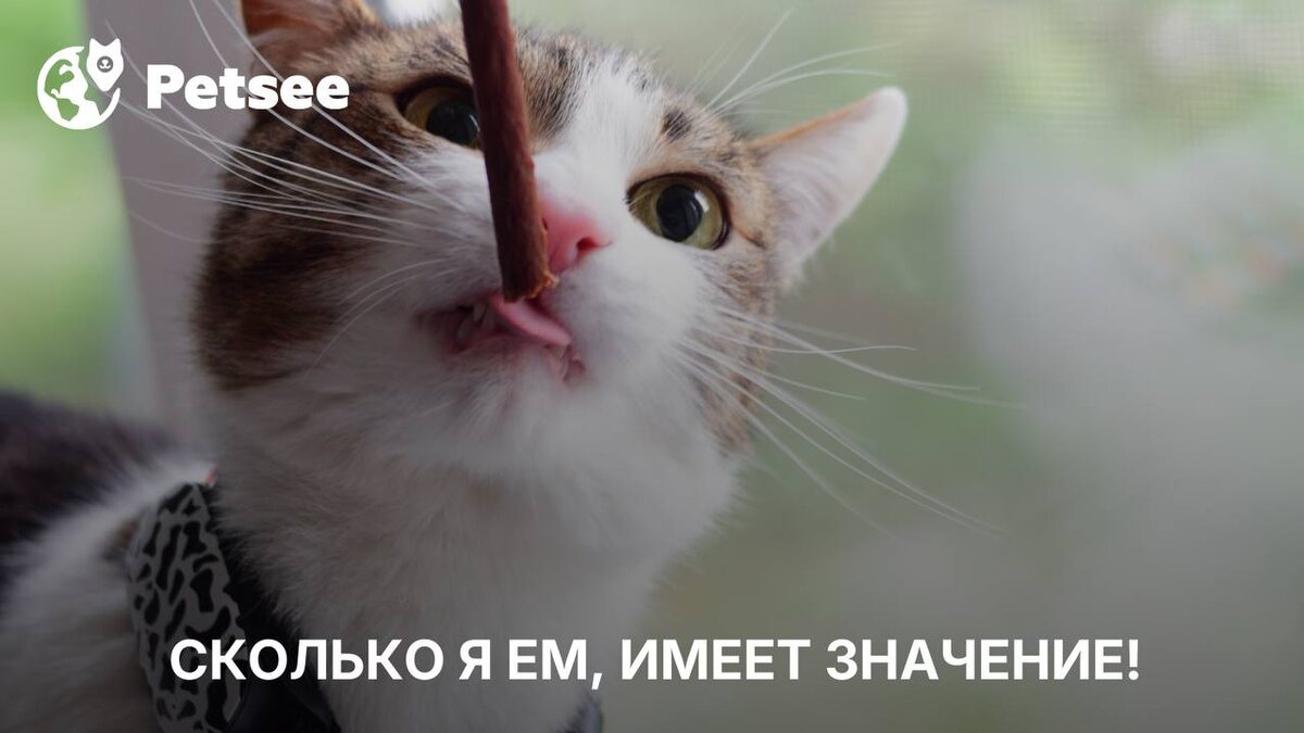 Кошка могла прожить дольше… 3 ошибки хозяев