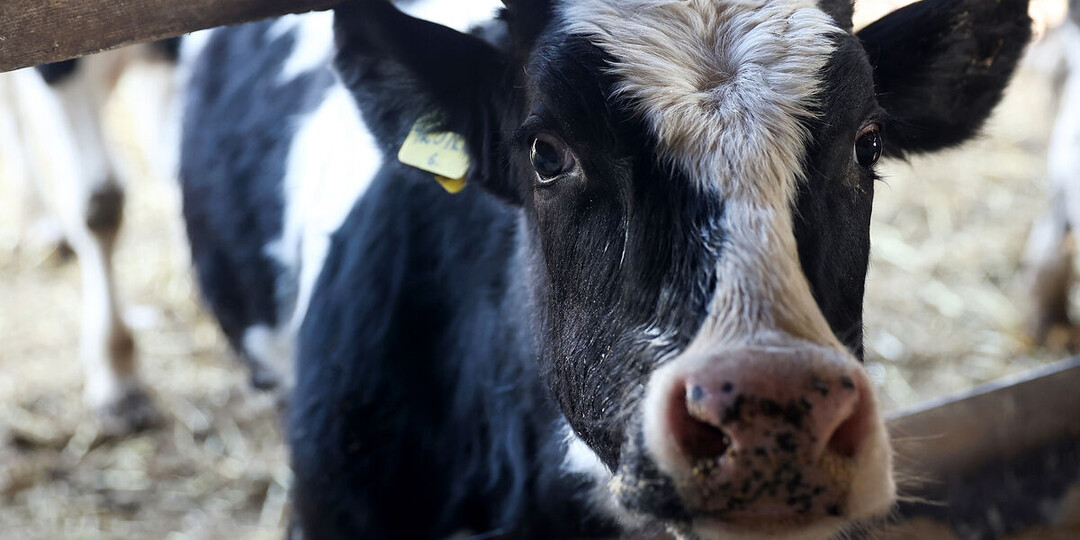 В России готовятся урезать господдержку фермерам