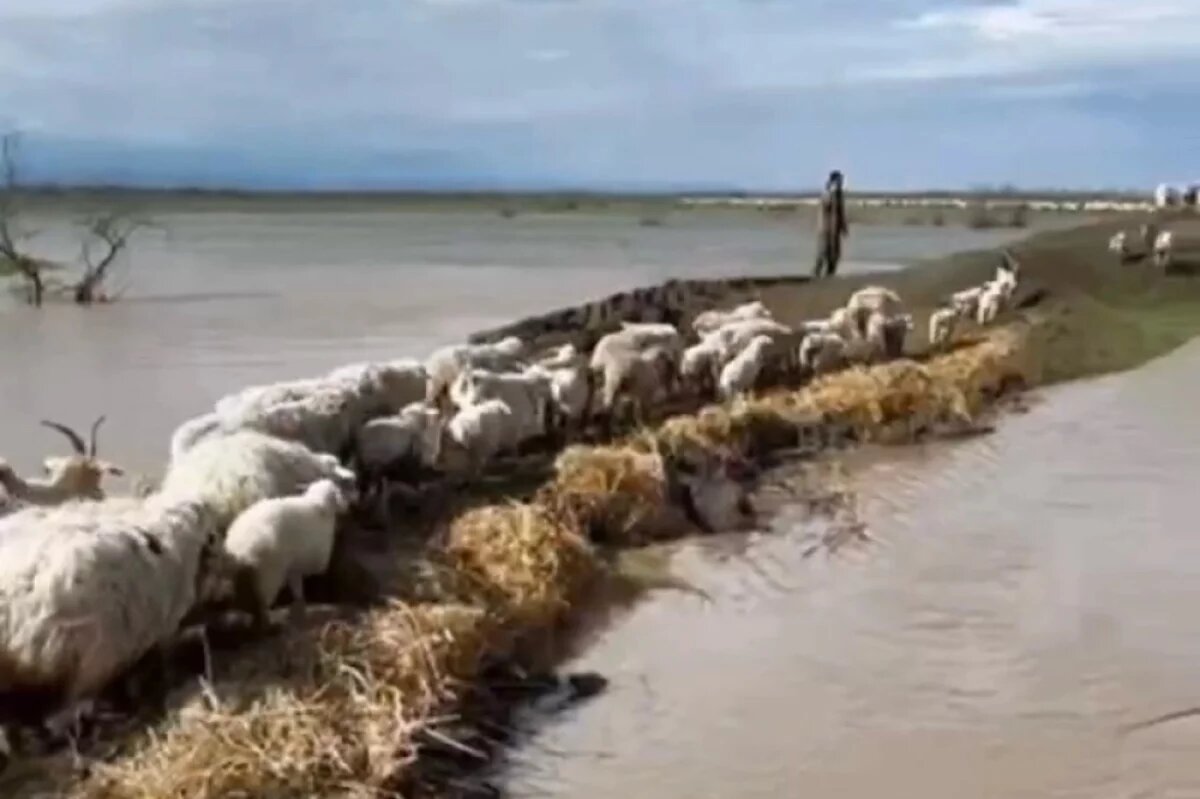    В Дагестане продолжают эвакуировать животных из зон подтопления