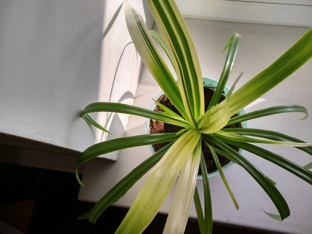 Хлорофитум 