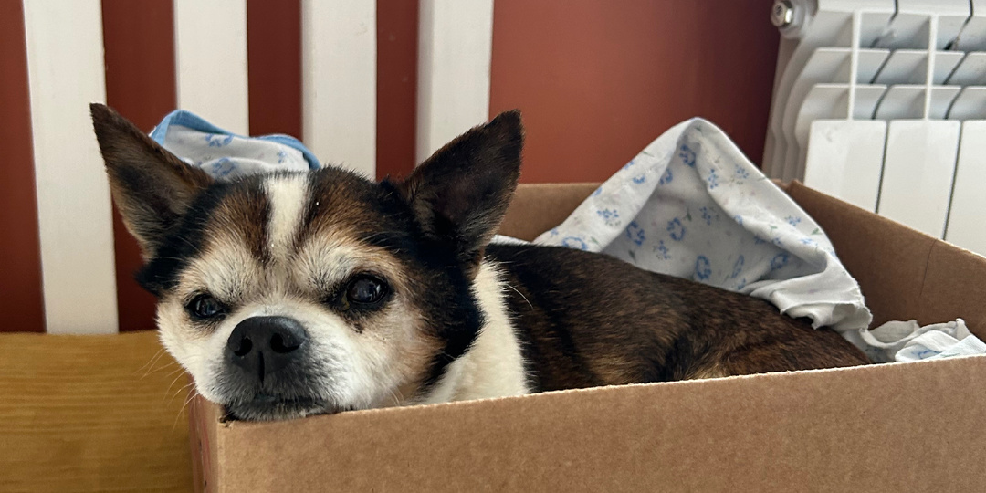 15 летний Кузя вернулся домой!