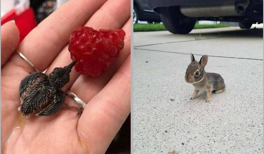 15 доказательств того, что маленькие животные ― лучшее лекарство от стресса