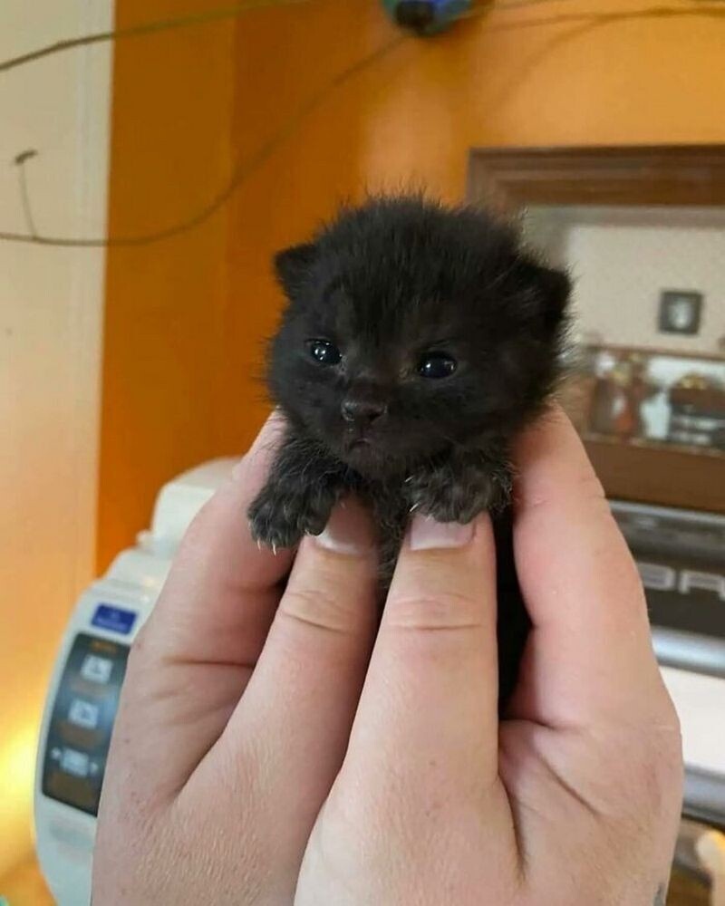    15 доказательств того, что маленькие животные ― лучшее лекарство от стресса