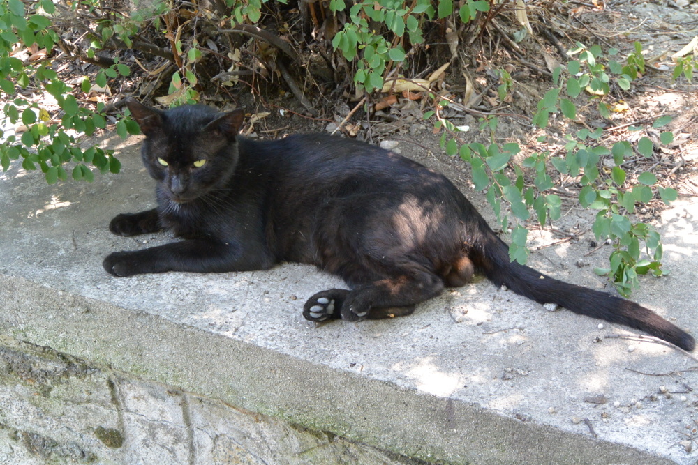 Варненец... Может быть он тоже - Христофор Черноморец в мыслях о вечном