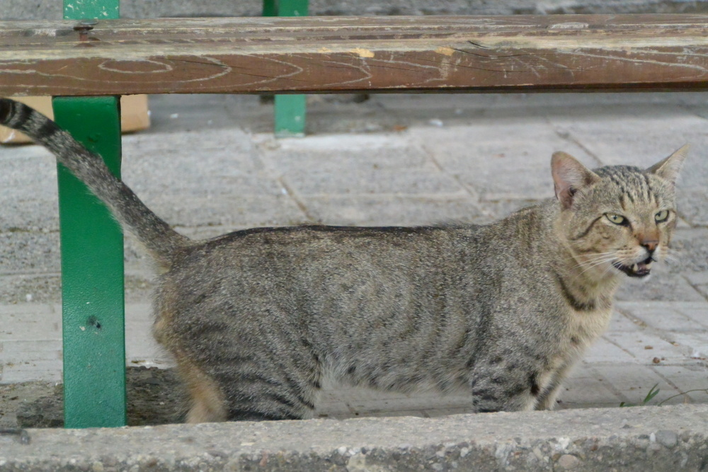 Поесть есть? А если найду?