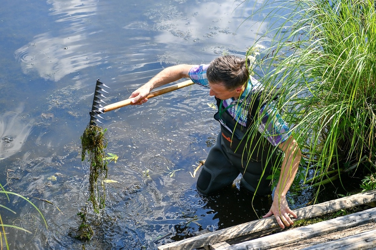    Элодея канадская в озер Ведлозеро. Фото: "Республика" / Сергей Юдин