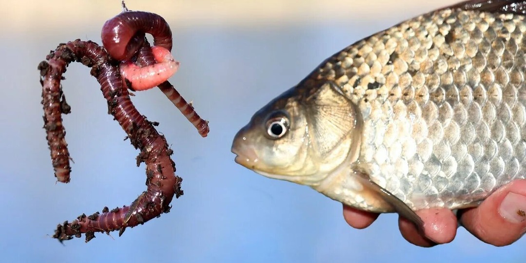 Жор карася уже начался: проверь эти 5 примет, прежде чем хватать удочки