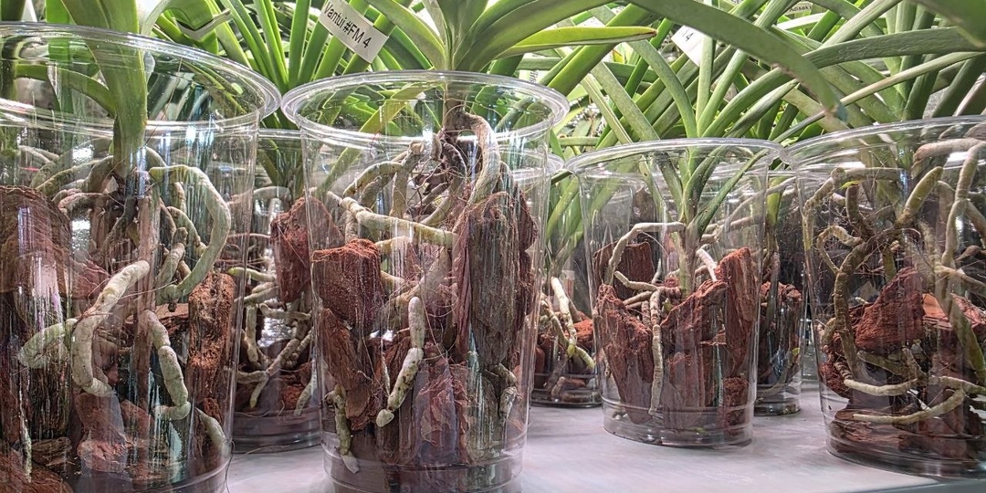 Рассадила три банки вандят