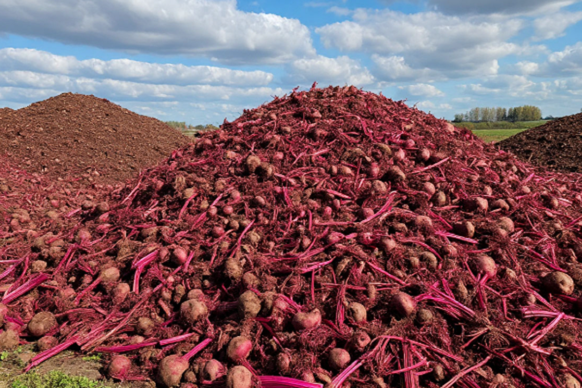    Фото: коллаж RuNews24.ru