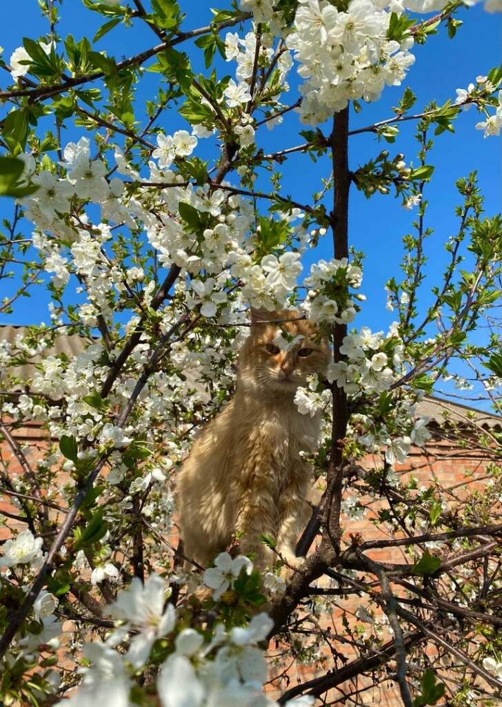    фото Людмила Сахарчук Веселовские вести