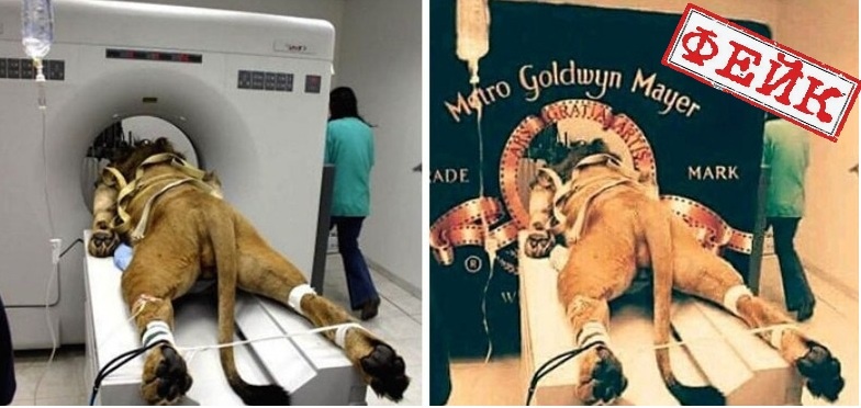 Больной лев на томографе.