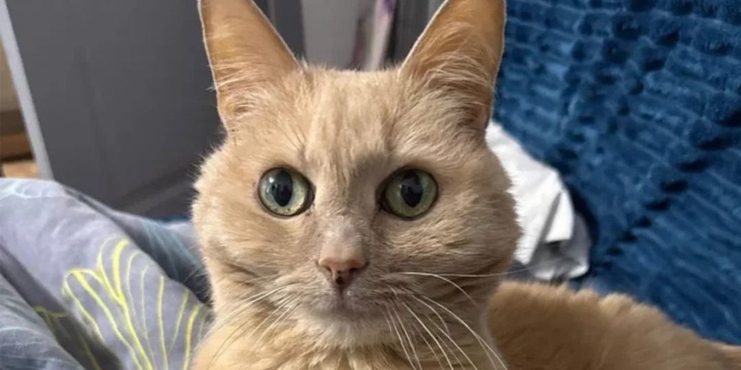 Кота бросили в аэропорту: история Барсика, которая заставляет задуматься о нашей ответственности