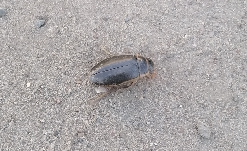  Жук-плавунец