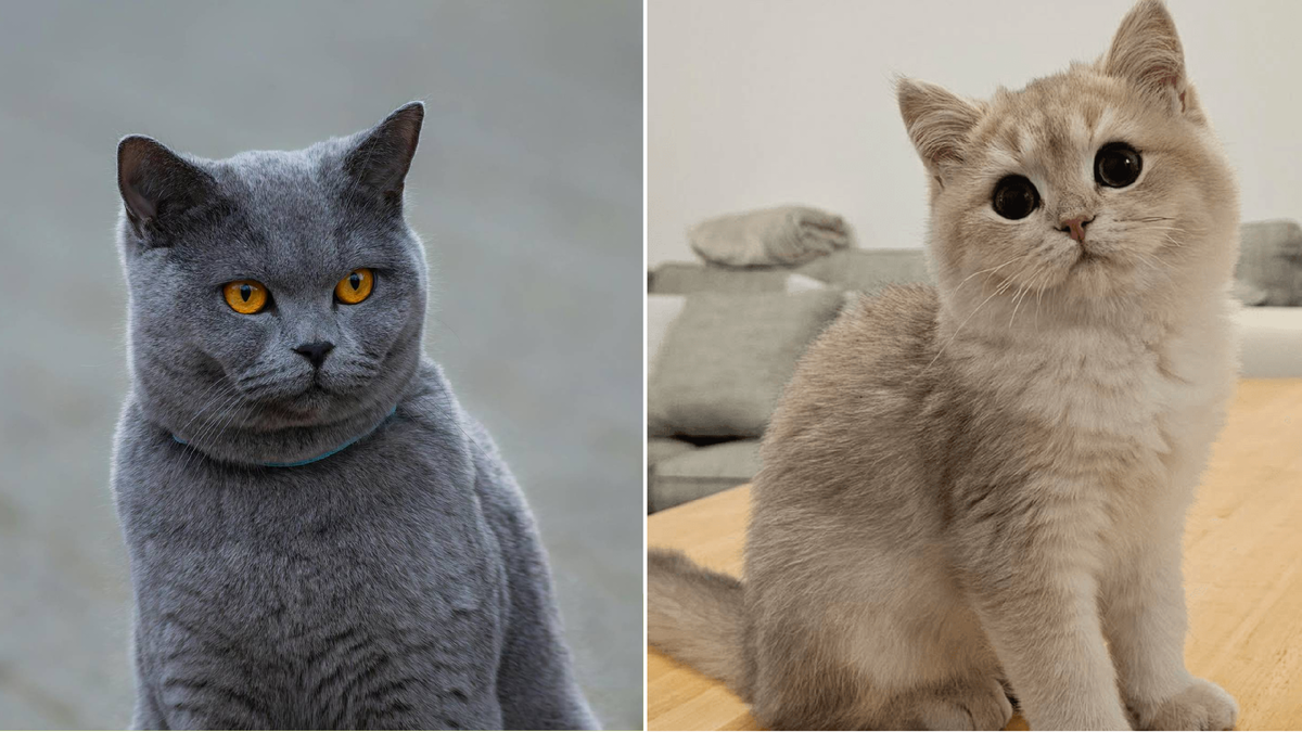 Британская