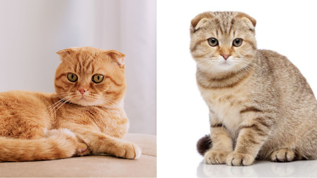 Шотландская вислоухая