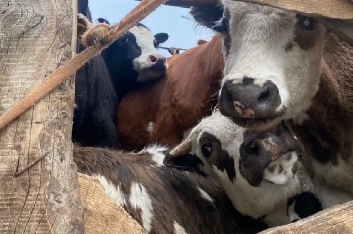    Минсельхозпрод Бурятии опроверг сообщения о забое 10 тысяч голов скота