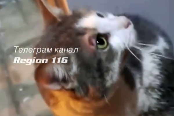 Кадр из видео/Telegram-канал «Регион116 Казань | Region116 Kazan»  📷