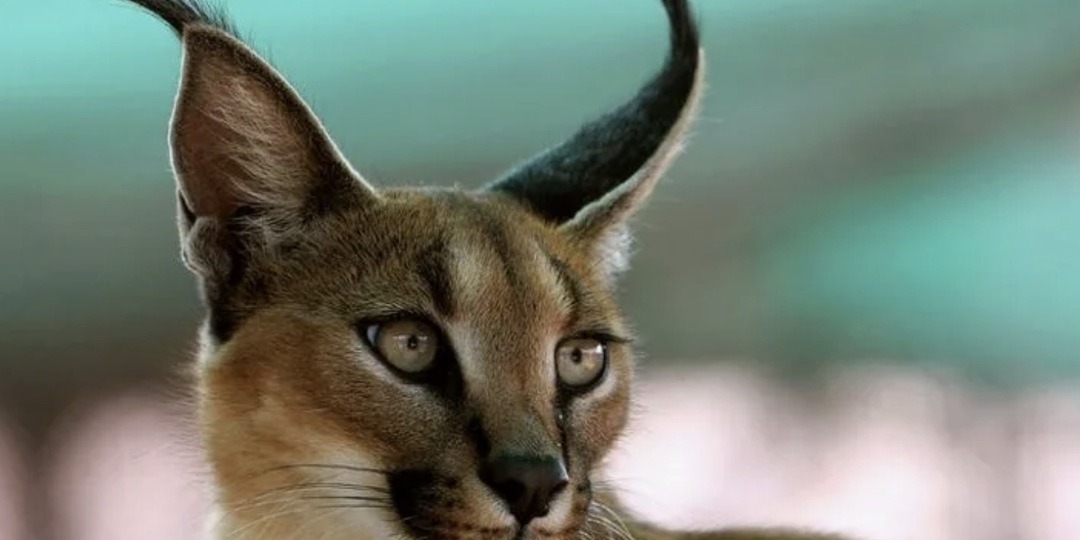 CARACAL RFS: БЮДЖЕТНЫЙ «НЕМЕЦ» ИЗ ПУСТЫНИ