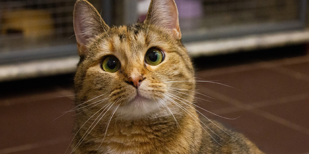 Кошка Моня ищет дом 🐾🏠