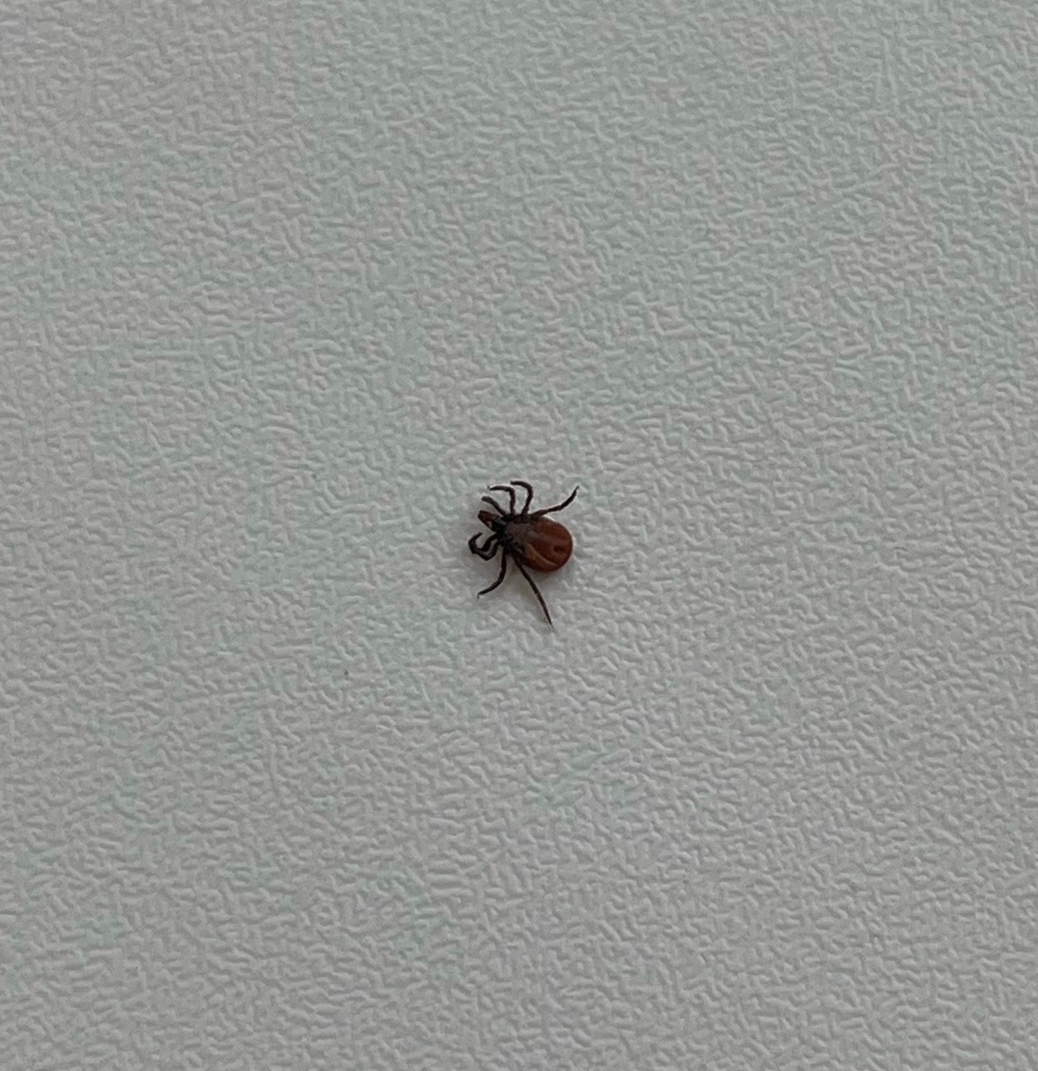    фото: © ГКУ РК "Пряжинское центральное лесничество"