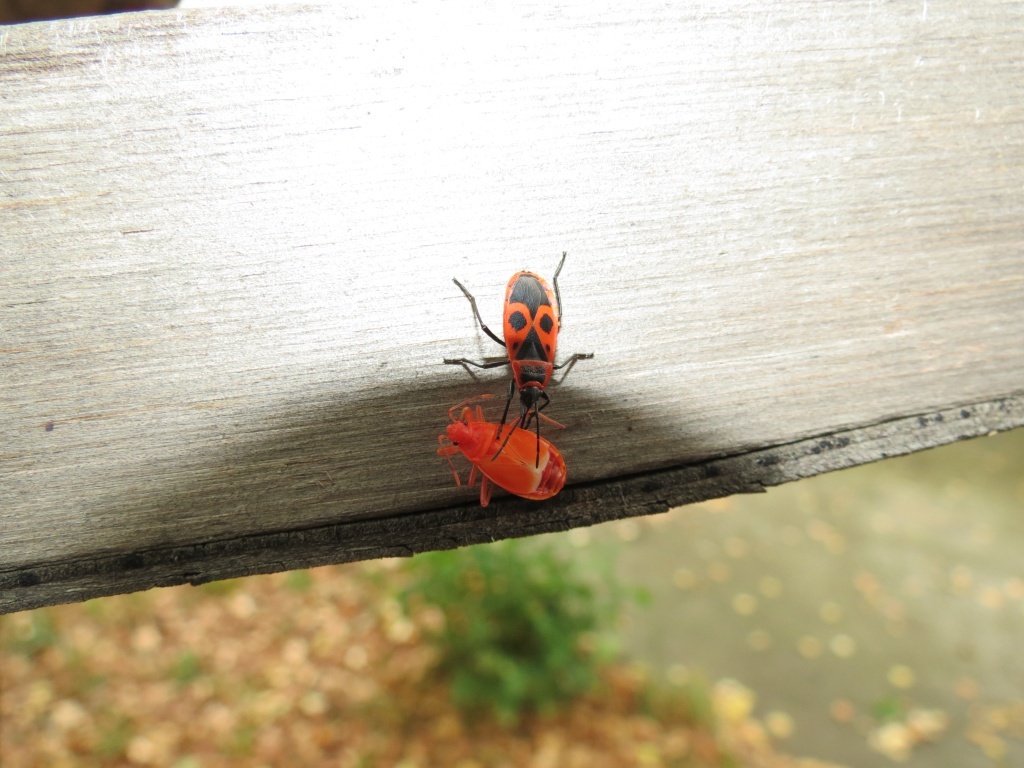 Фото 1. Pyrrhocoris apterus или красноклоп бескрылый, он же клоп-солдатик, а вовсе не «жук-пожарник»