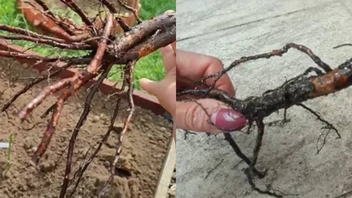 Слева — живой корень, справа — мёртвый. Всё тёмное обрезаю до белой ткани перед посадкой