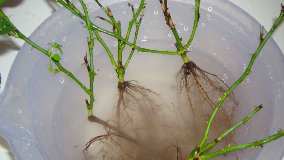 Розы после посадки не чернеют — правильная посадка начинается с подготовки корней