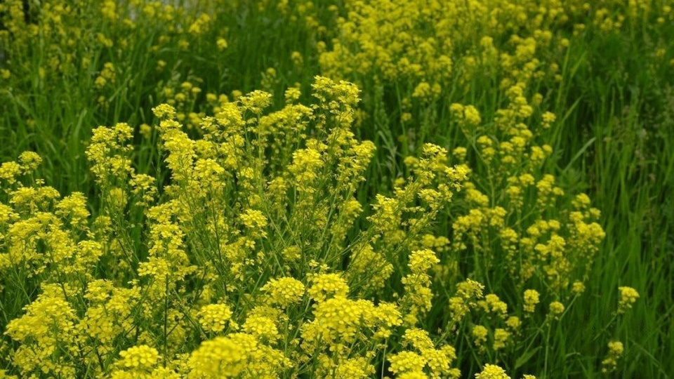 Сидераты: что такое, зачем нужны, как использовать.