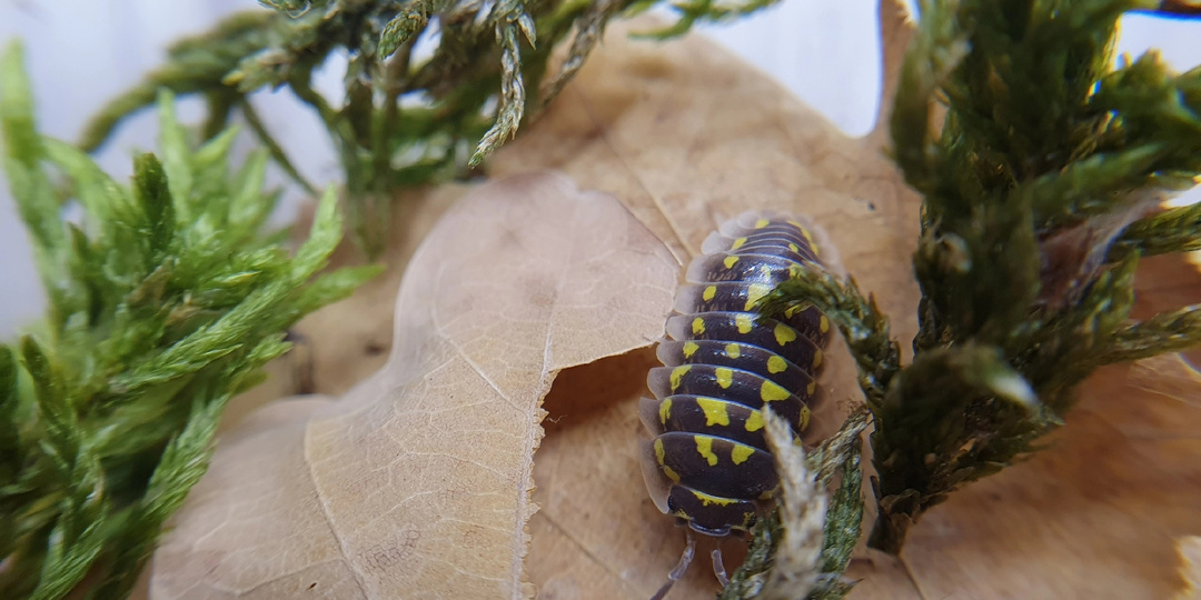Яркая мокрица - мечта террариумиста! Armadillidium gestroi