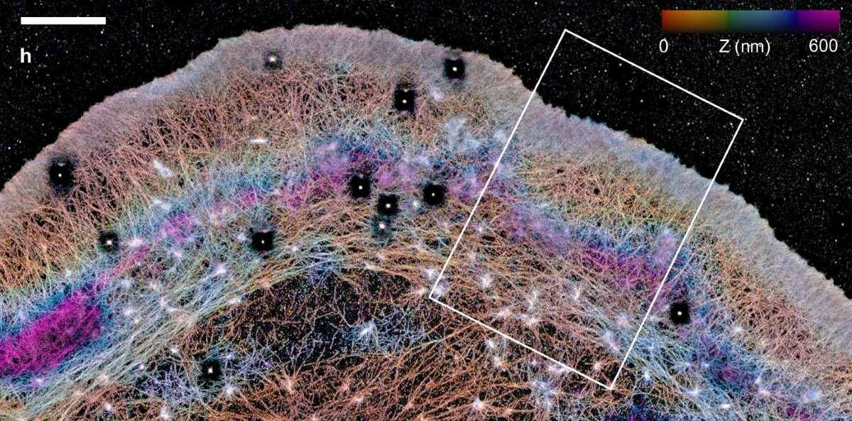    Фотография клетки нейробластомы мыши, сделанная с помощью iPALM. Синий и пурпурный цвета означают актиновые дуги, отделяющие ламеллу. / © Catherine G. Galbraith et al., Nature Communications, 2026