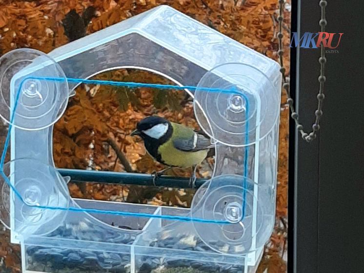     Фото: "МК в Калуге"