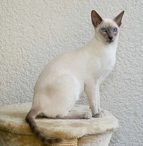 Сиамская кошка (фото из интернета)
