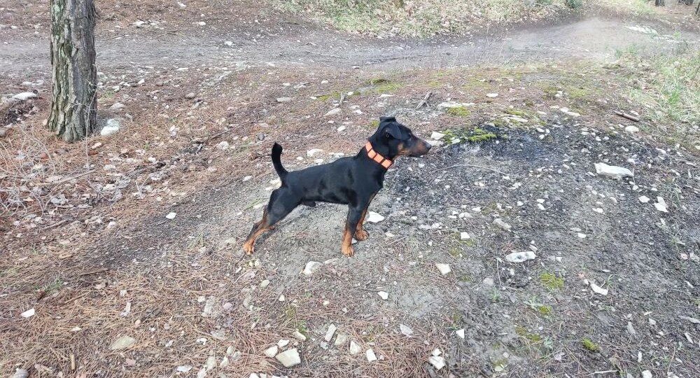 Притравка: за и против. Нужно ли будить зверя в домашнем любимце?