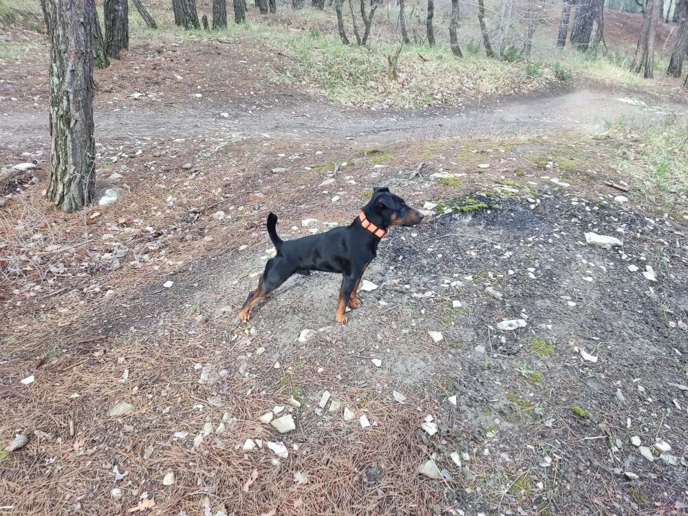 Притравка: за и против. Нужно ли будить зверя в домашнем любимце?