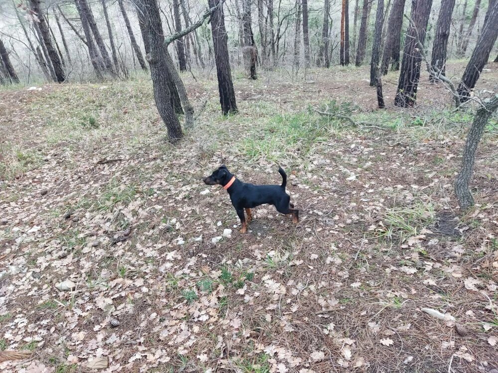 Притравка: за и против. Нужно ли будить зверя в домашнем любимце?
