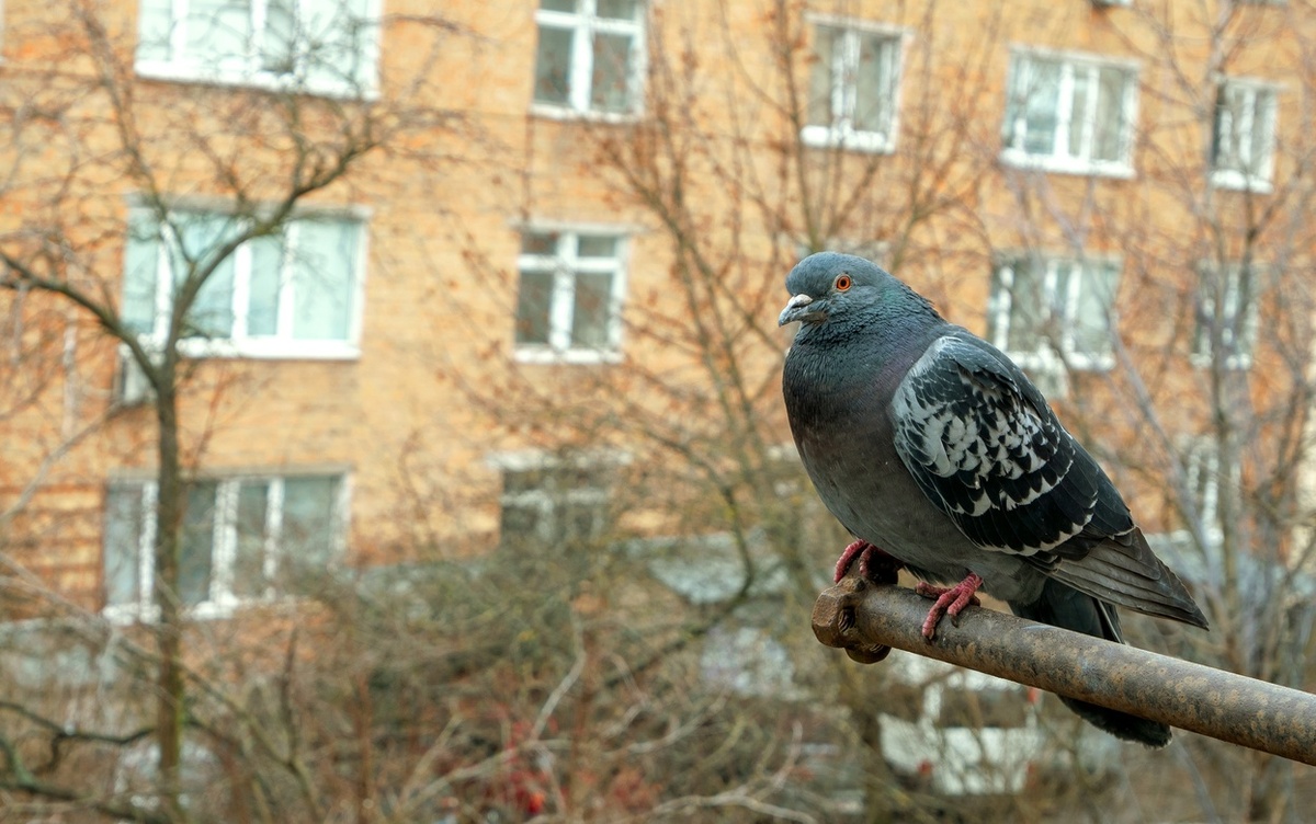    Голуби оккупировали подоконник? Вот как выгнать незваных гостей раз и навсегда