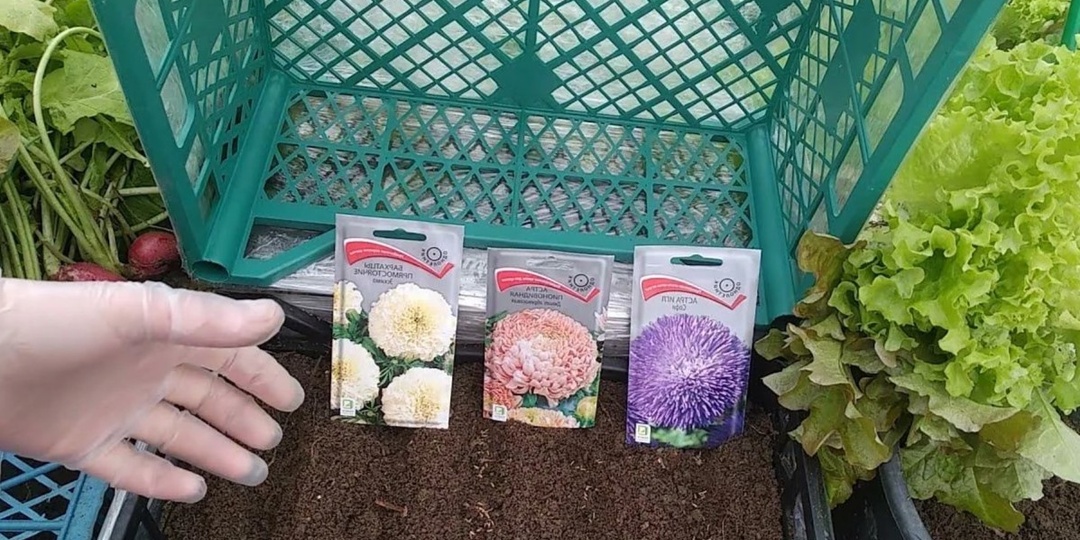 Сею рассаду астр без заглубления. Всходы дружные, потерь почти нет