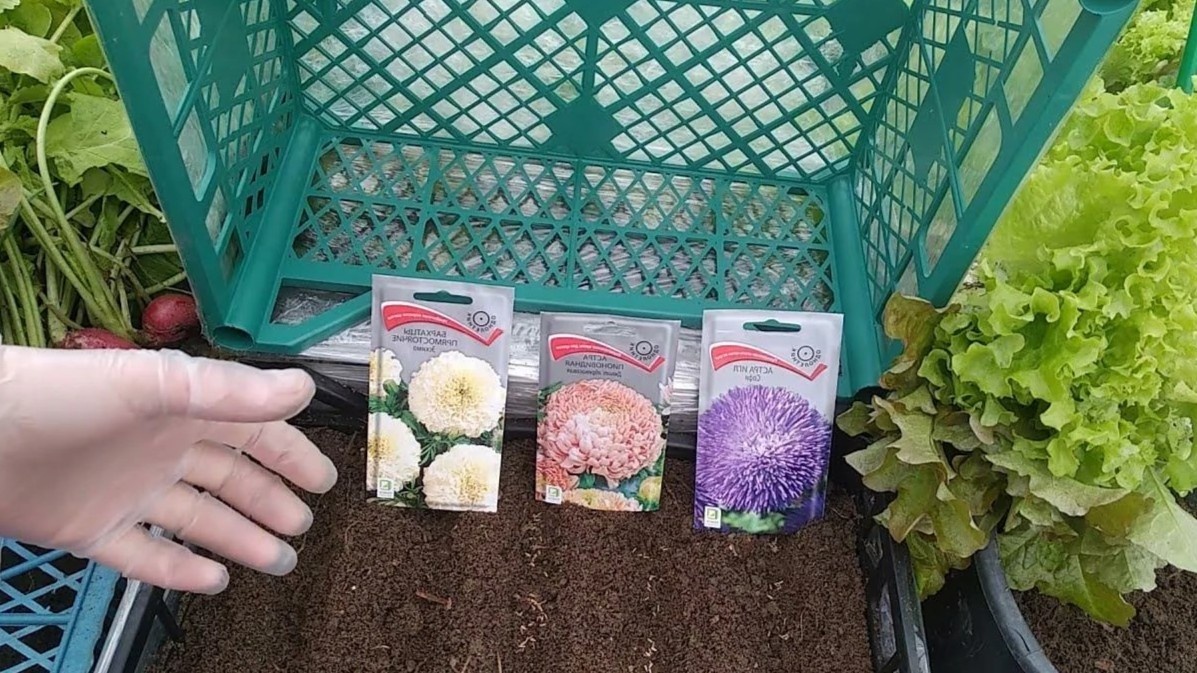 Семена лежат на поверхности — никакого заглубления